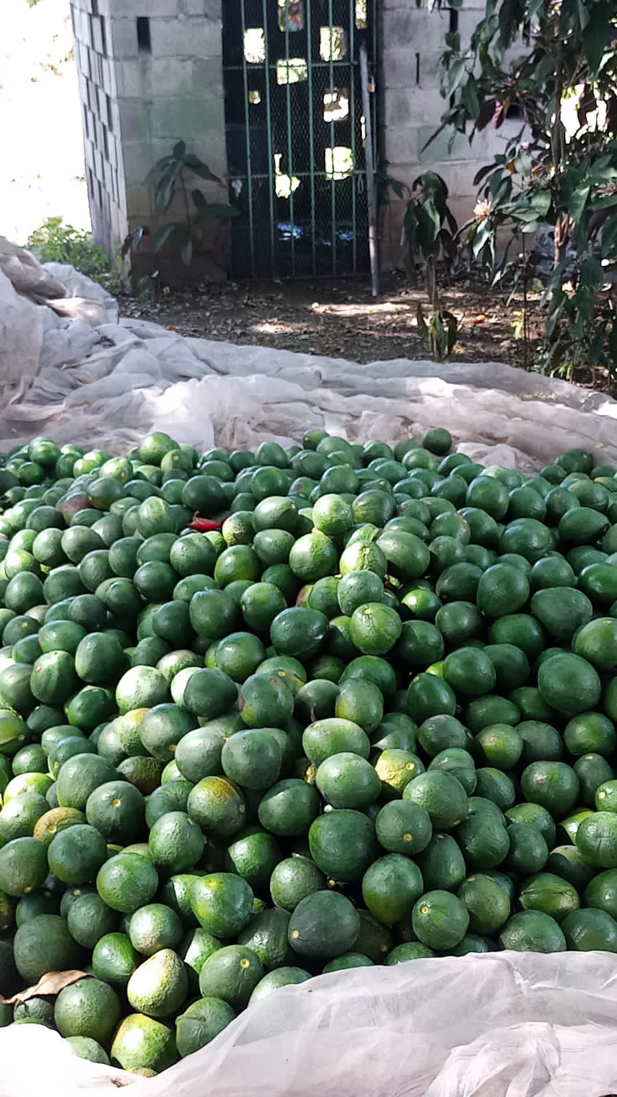 Avocado from Dominicaanse Republiek